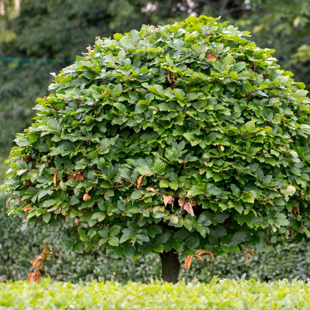 Graines de Charme commun