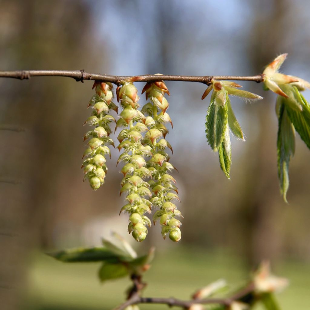 Graines de Charme commun