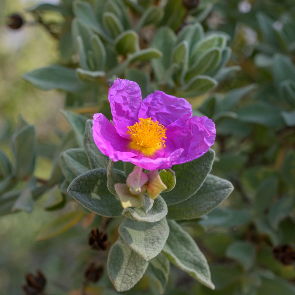 Graines de Ciste cotonneux - Cistus albidus