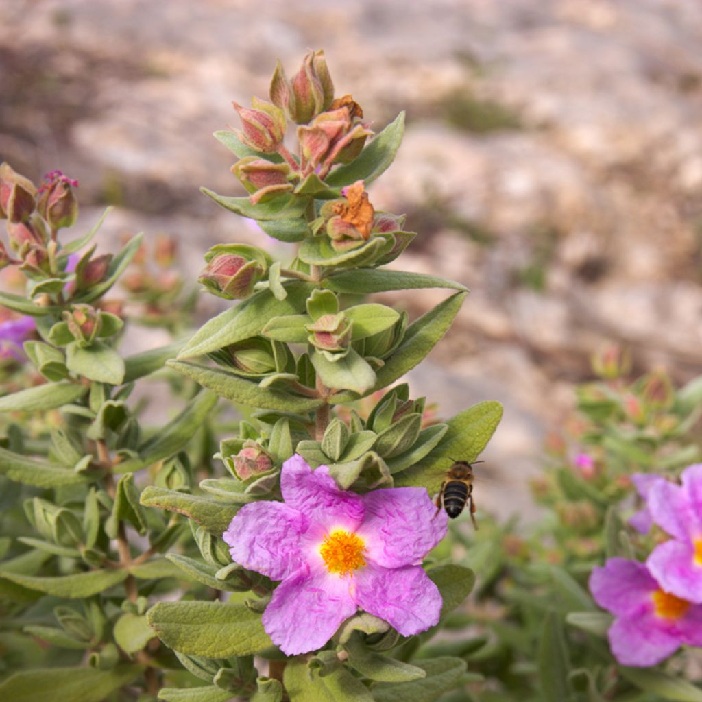 Graines de Ciste cotonneux - Cistus albidus