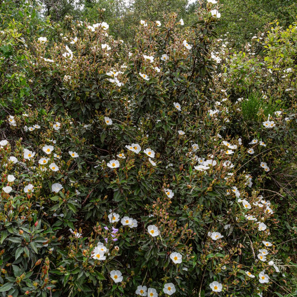 Graines de Ciste à feuilles de laurier - Cistus laurifolius