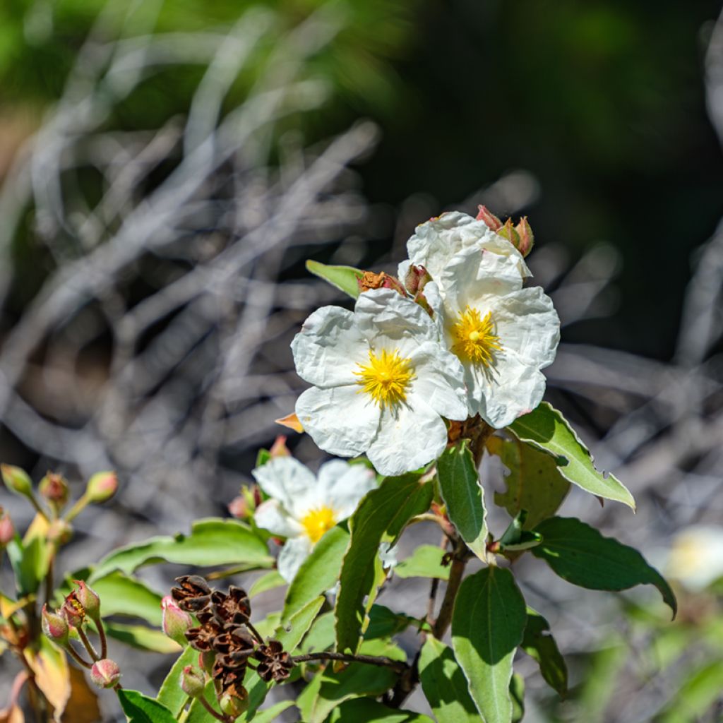 Graines de Ciste à feuilles de laurier - Cistus laurifolius