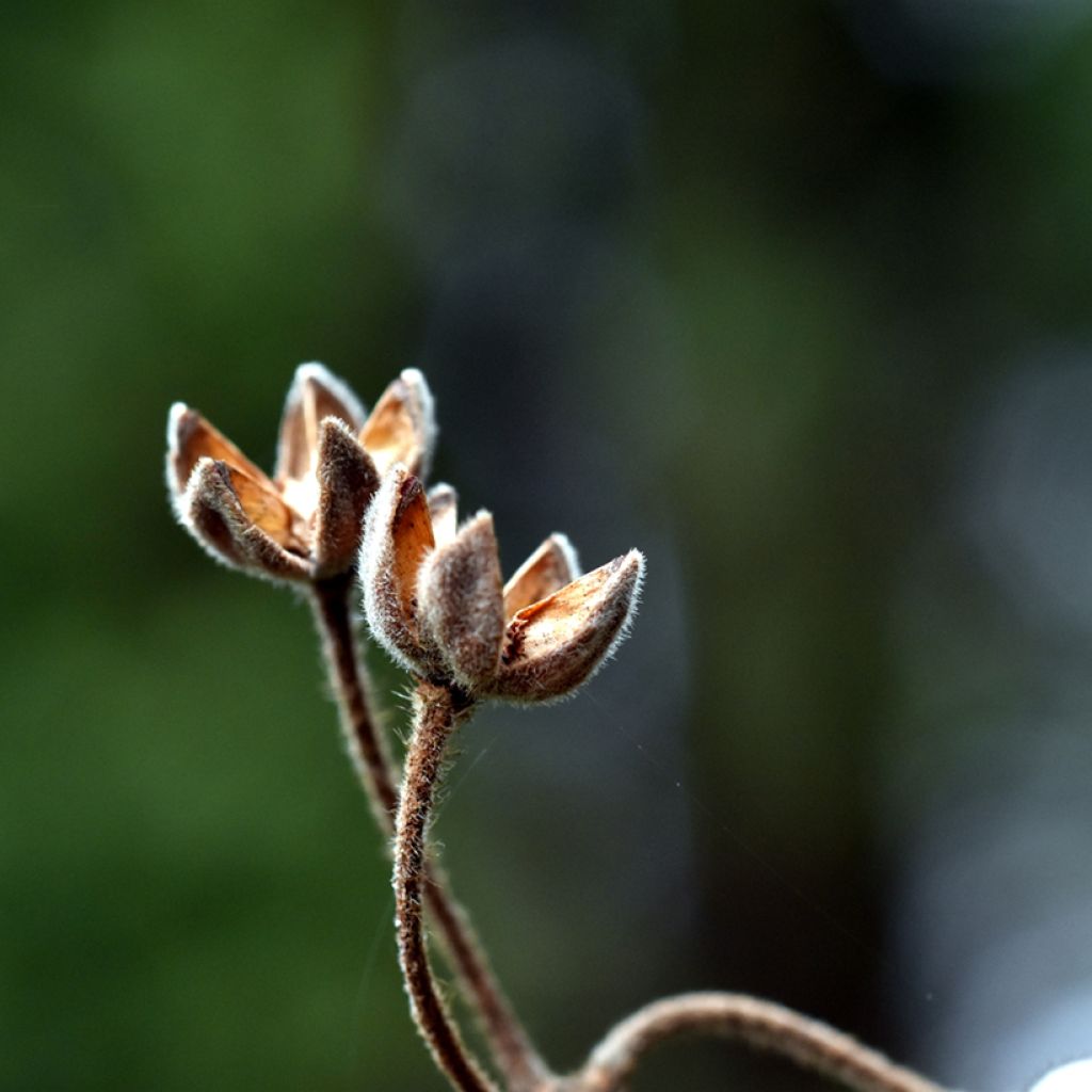 Graines de Ciste à feuilles de laurier - Cistus laurifolius