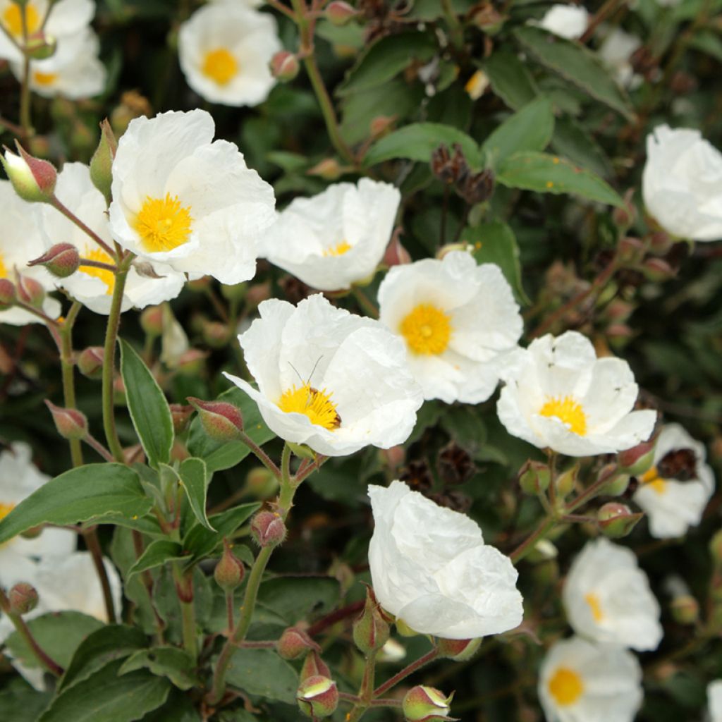 Graines de Ciste à feuilles de laurier - Cistus laurifolius