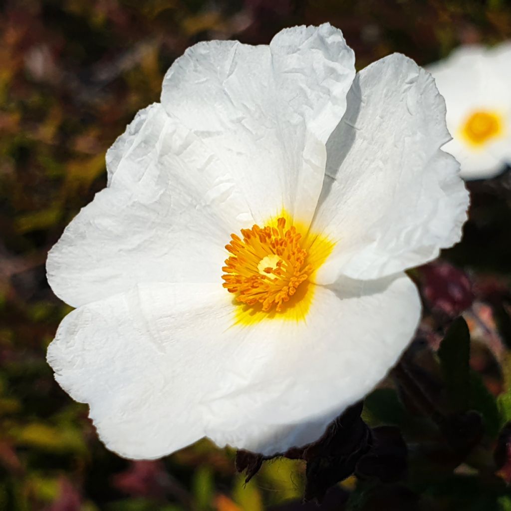 Graines de Ciste à feuilles de laurier - Cistus laurifolius