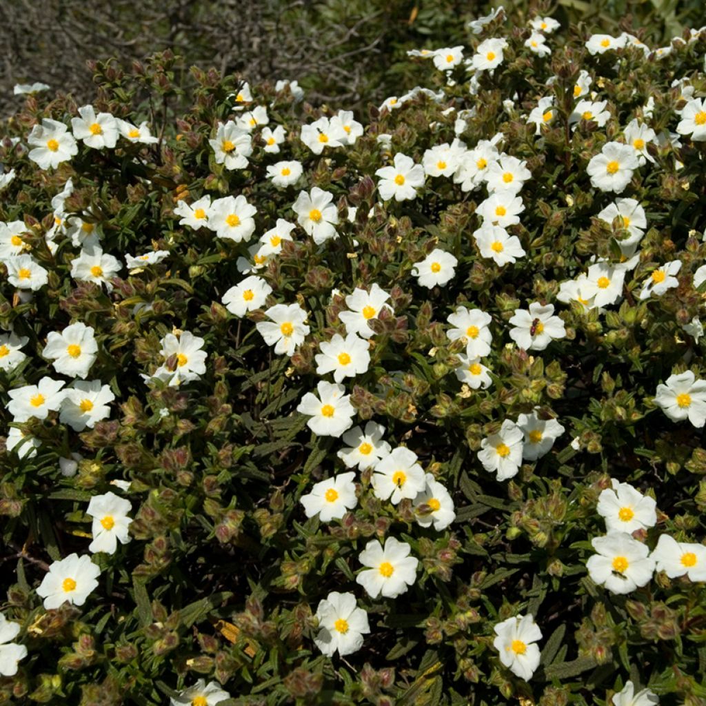 Graines de Ciste de Montpellier - Cistus monspeliensis