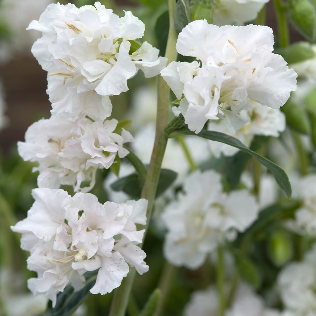 Graines de Clarkia unguiculata Albatross - Godetia