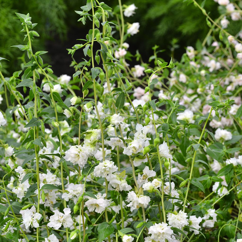 Graines de Clarkia unguiculata Albatross - Godetia