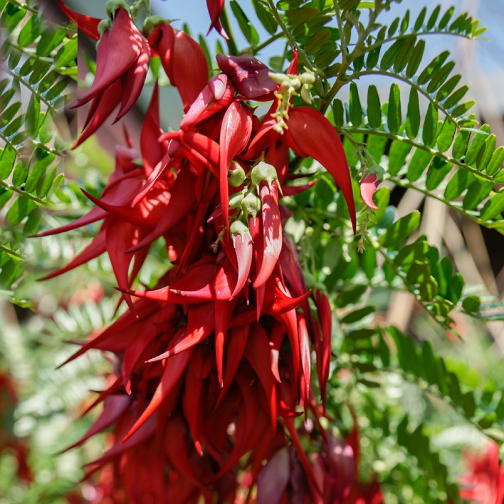 Graines de Clianthus puniceus