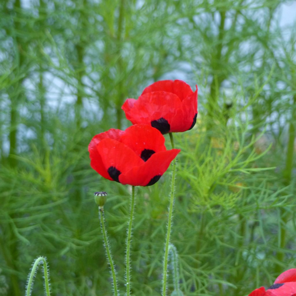 Graines de Coquelicot coccinelle - Papaver commutatum  Ladybird