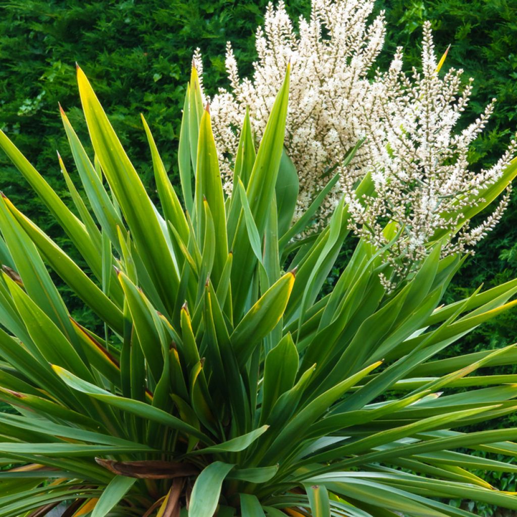 Graines de Cordyline australis (verte)