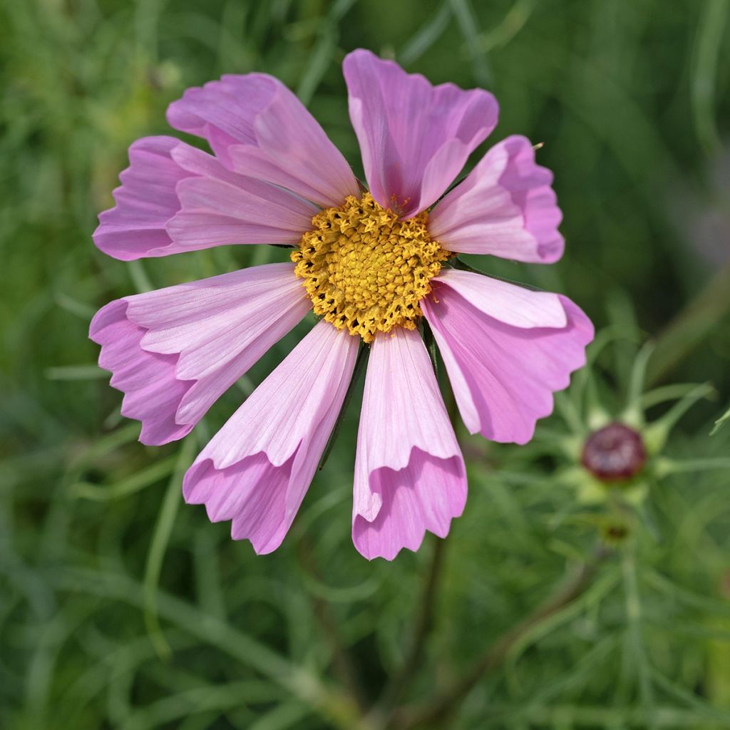 Graines de Cosmos nain Pinwheel Pink