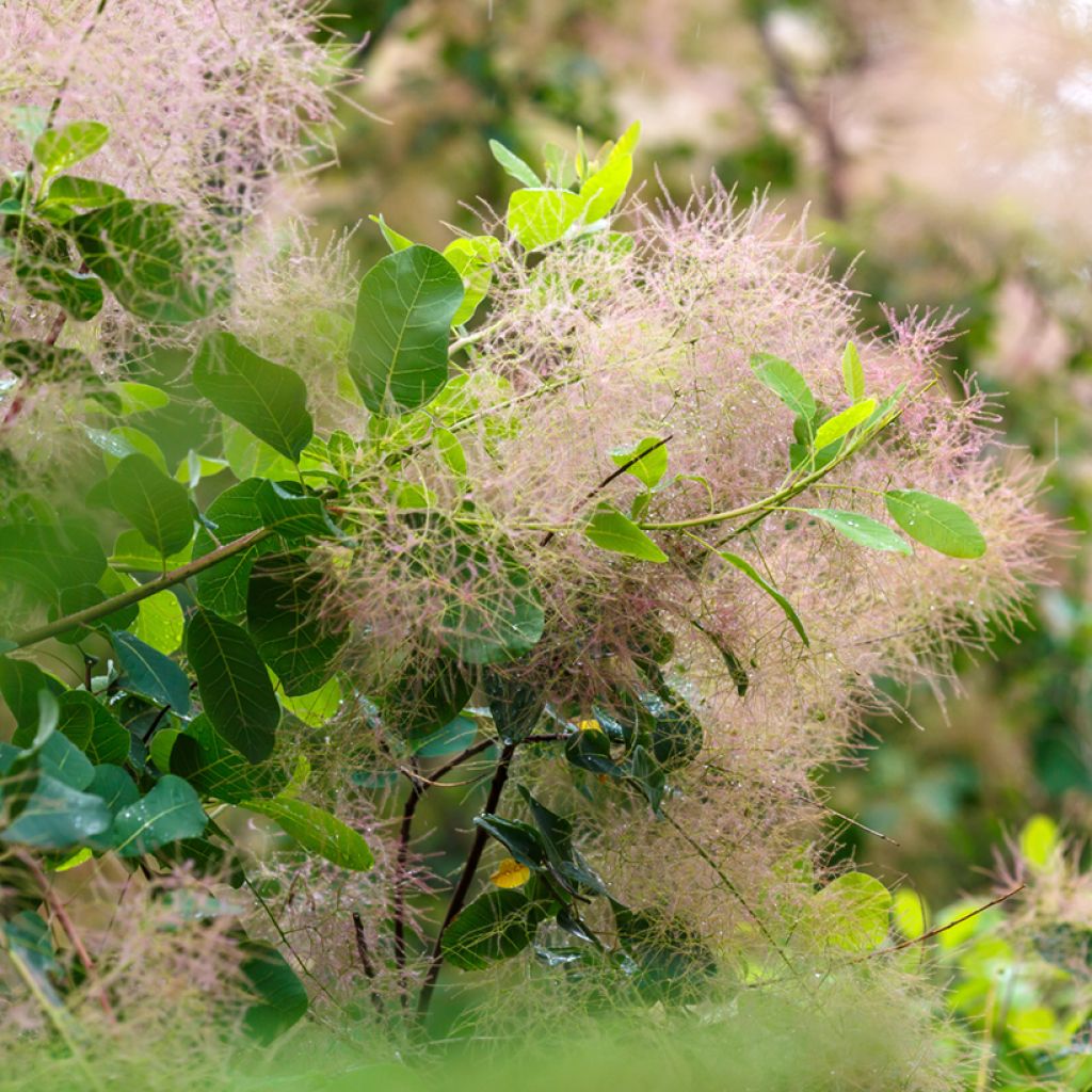 Graines de Cotinus coggygria