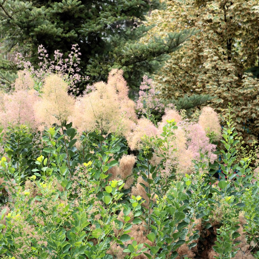 Graines de Cotinus coggygria