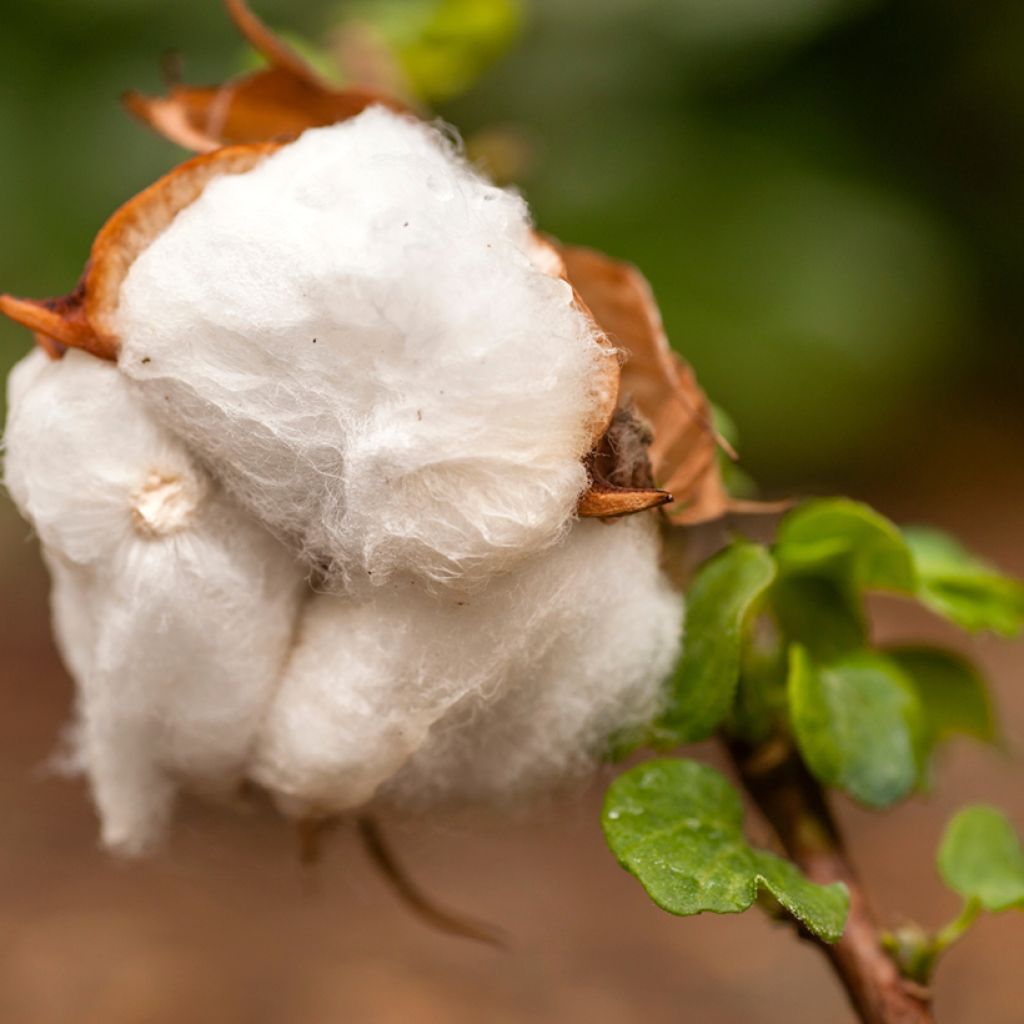 Graines de Coton - Gossypium herbaceum
