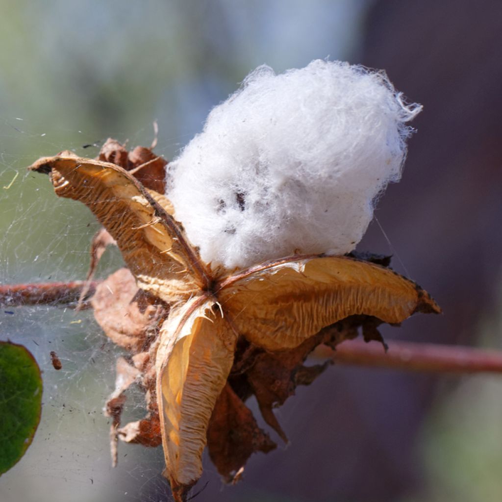 Graines de Coton - Gossypium herbaceum