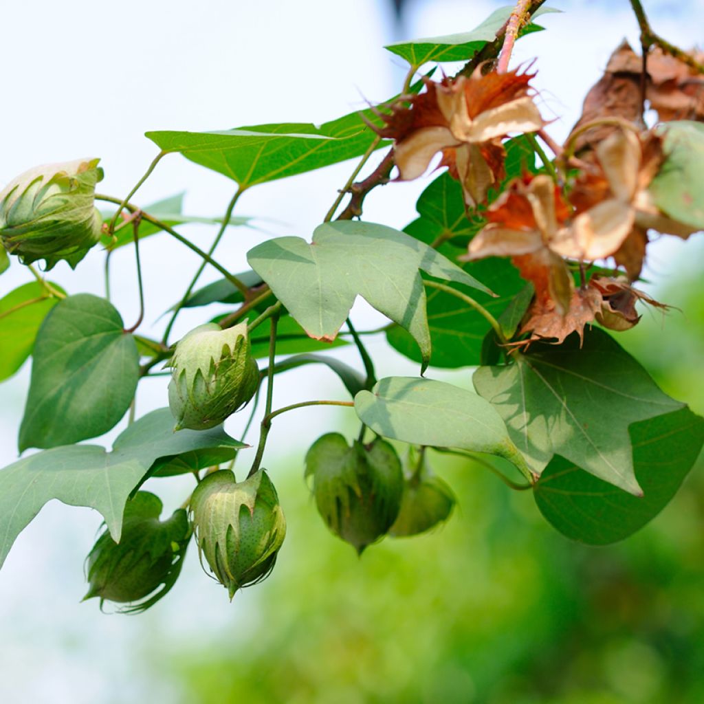 Graines de Coton - Gossypium herbaceum