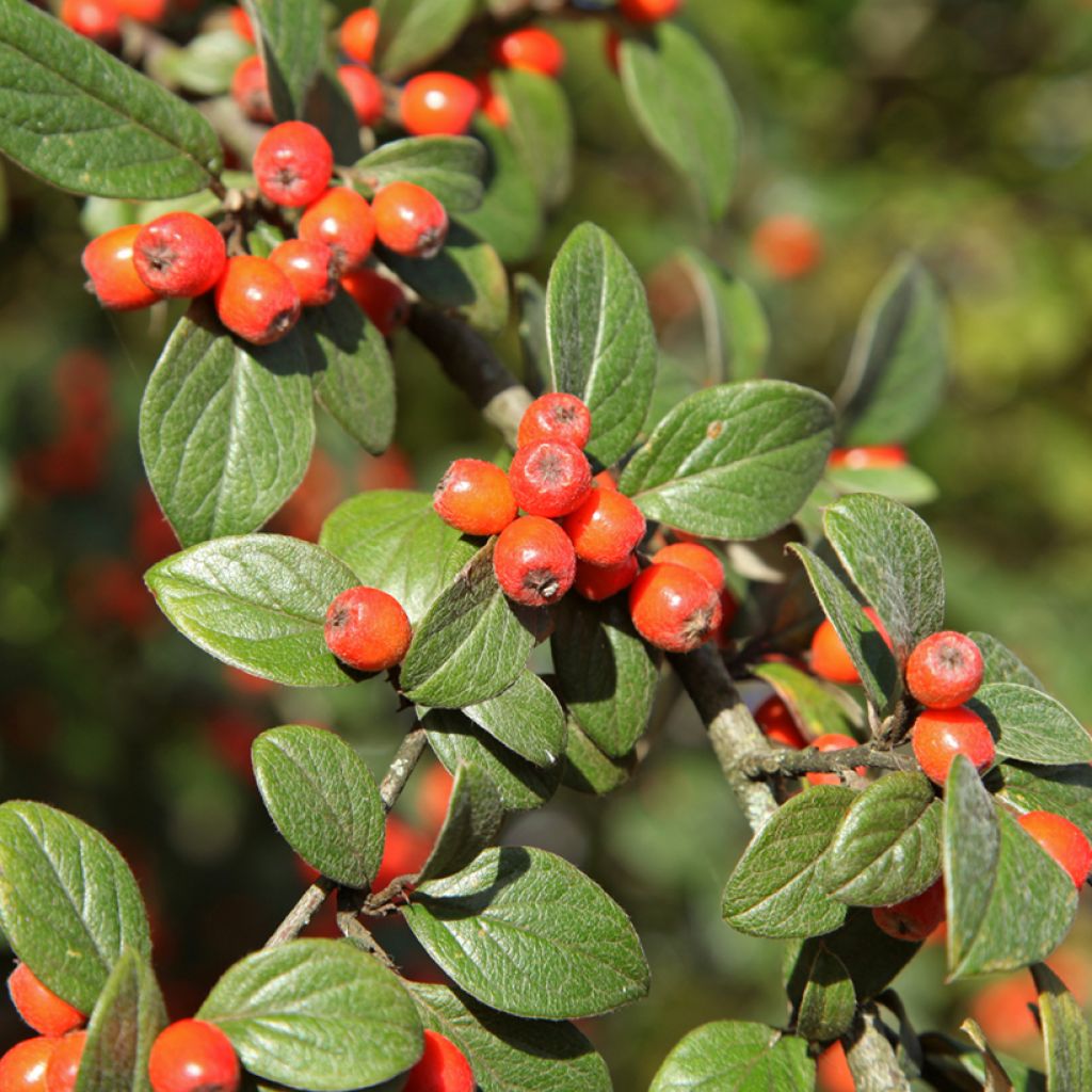 Graines de Cotoneaster franchetii