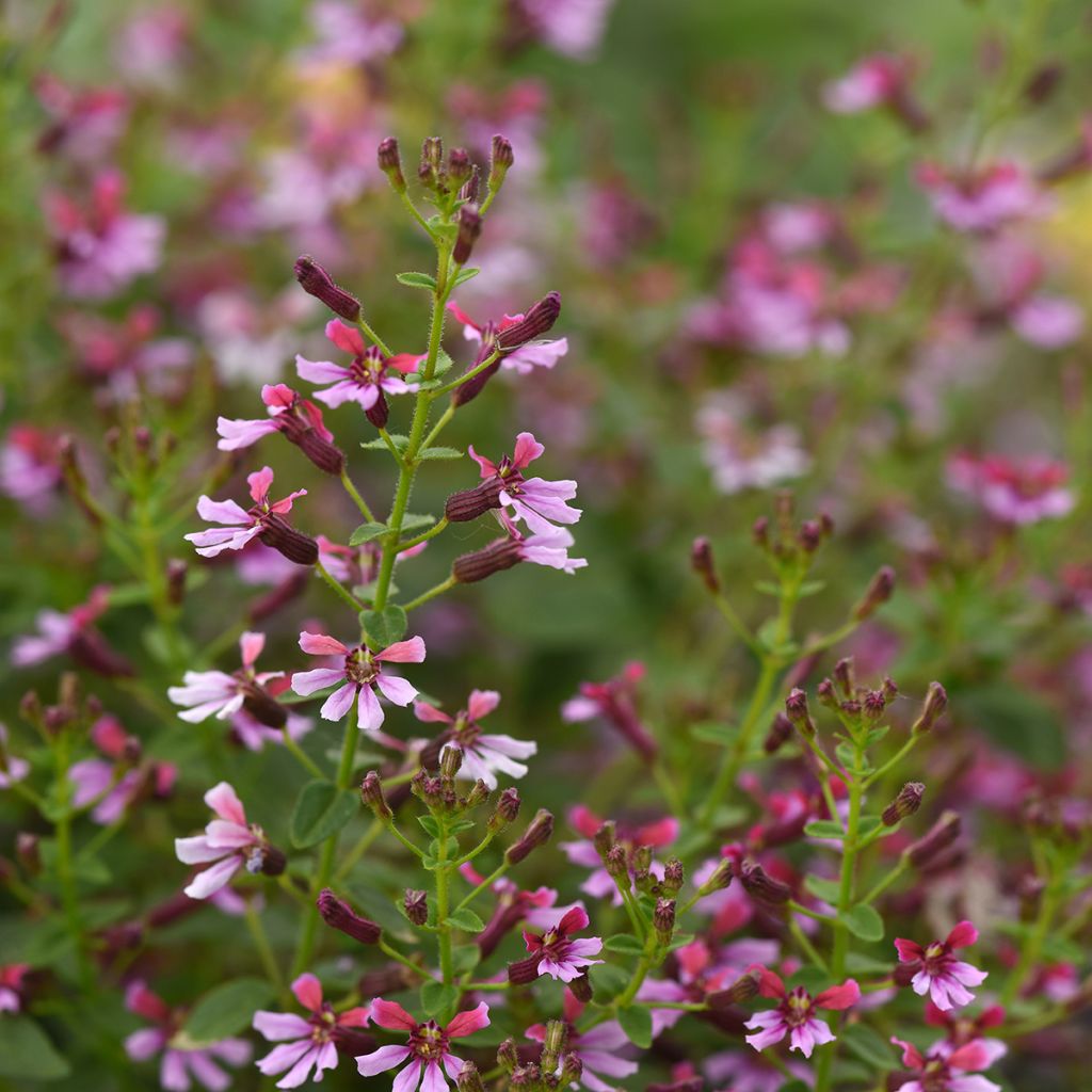 Graines de Cuphea Pink Shimmer (graines enrobées)