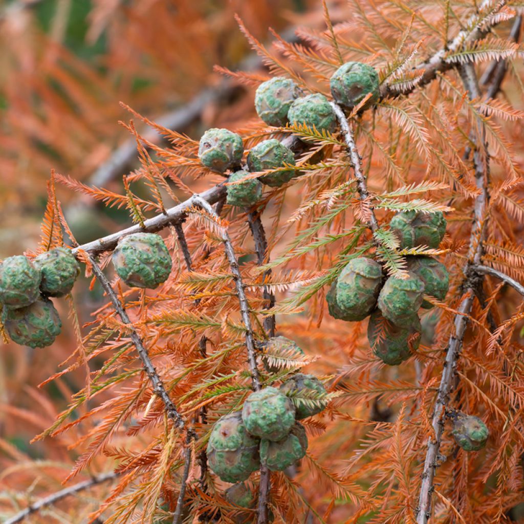 Graines de Cyprès-chauve - Taxodium distichum