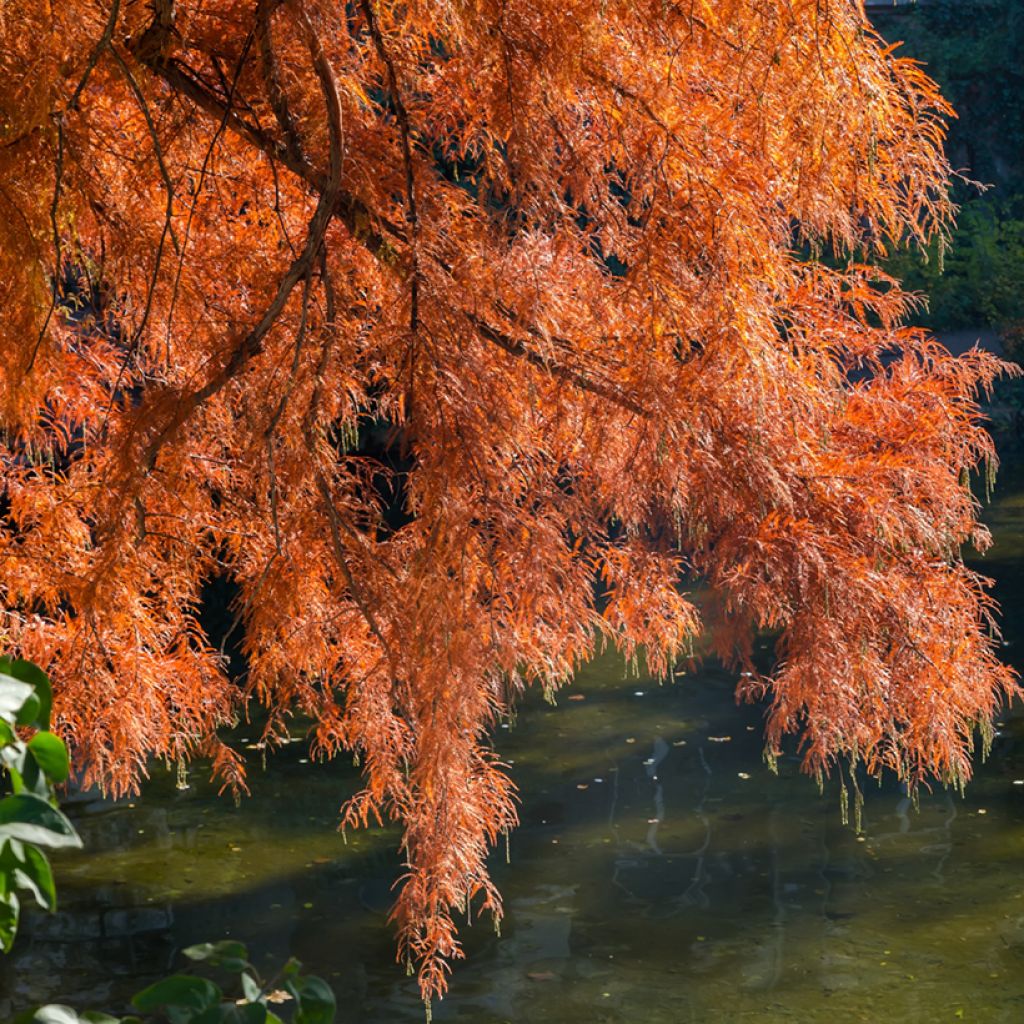Graines de Cyprès-chauve - Taxodium distichum