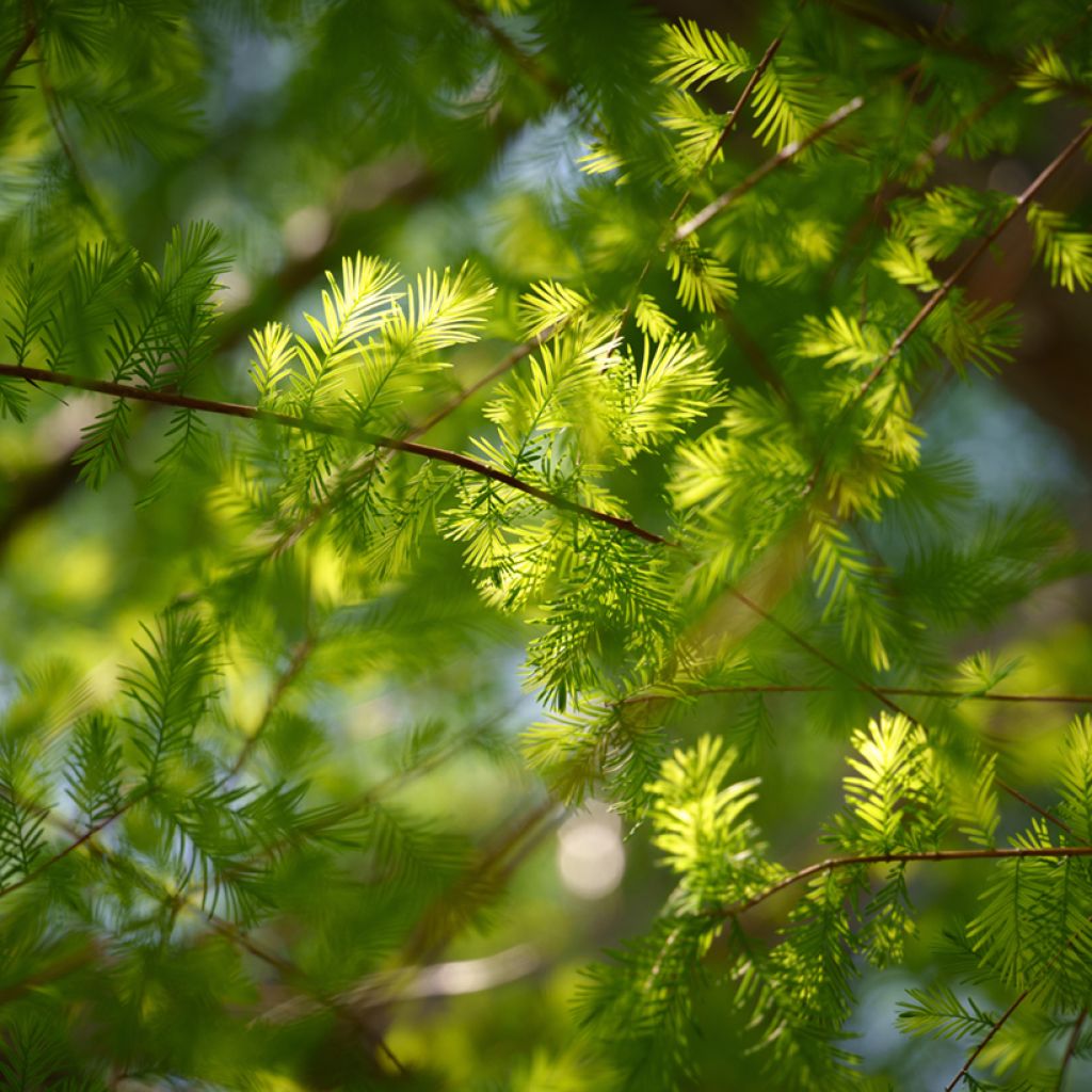 Graines de Cyprès-chauve - Taxodium distichum