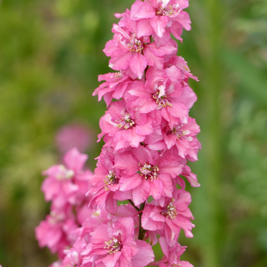Graines de Delphinium Imperial QIS Salmon Pink - Pied d'alouette annuel