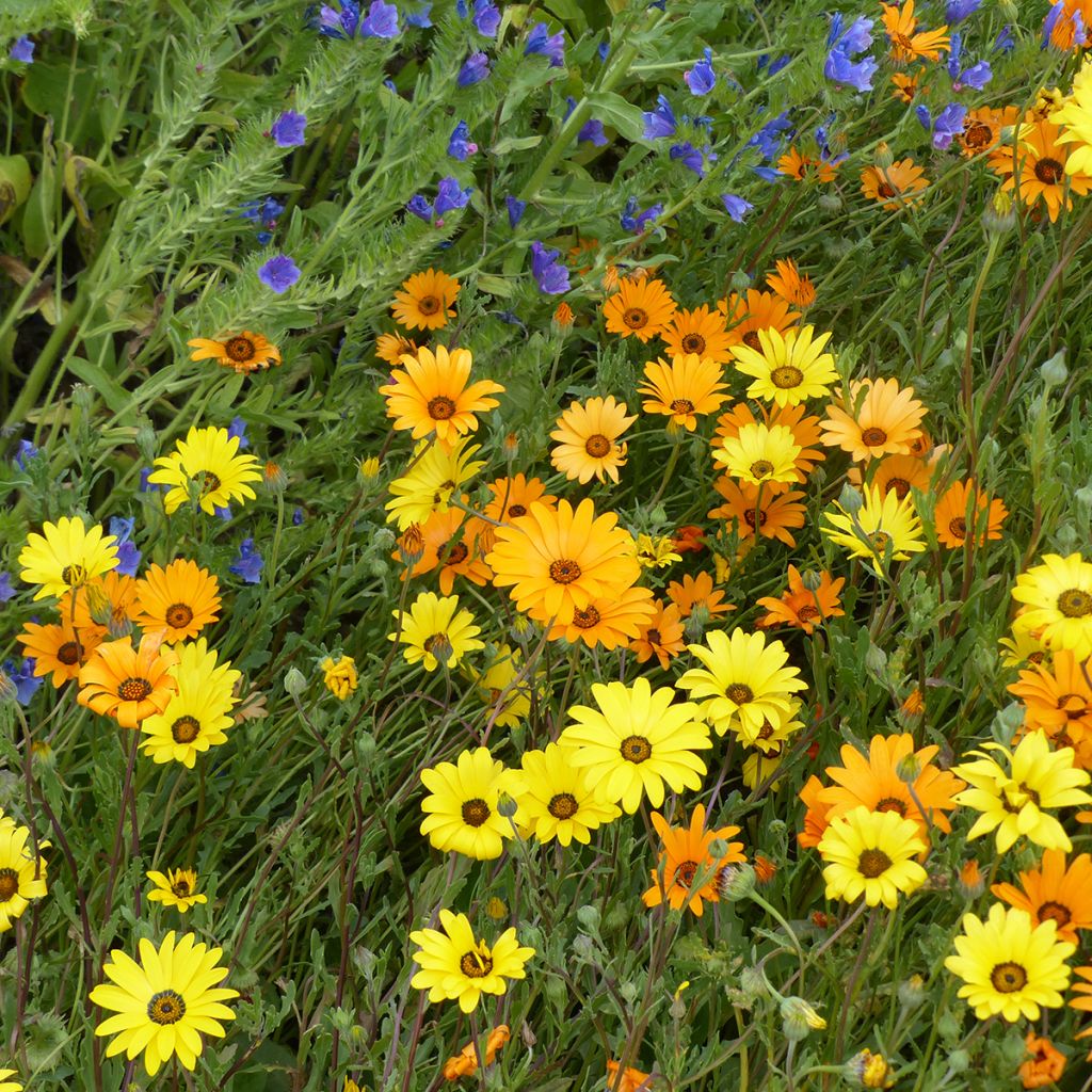 Graines de Dimorphotheca sinuata Mix - Marguerite du Cap
