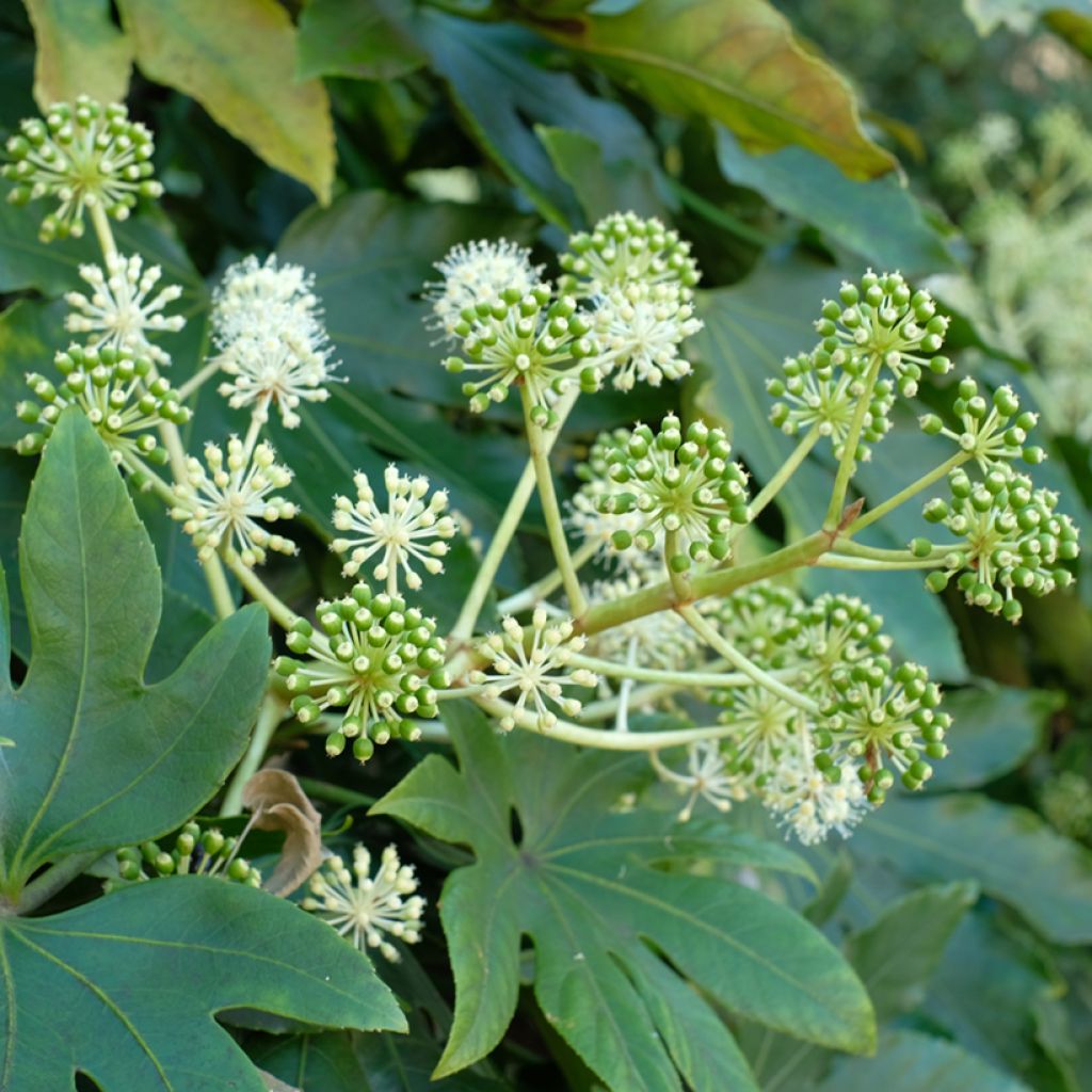 Graines d'Aralia du Japon - Fatsia japonica
