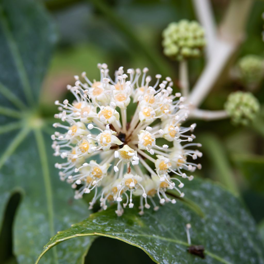 Graines d'Aralia du Japon - Fatsia japonica