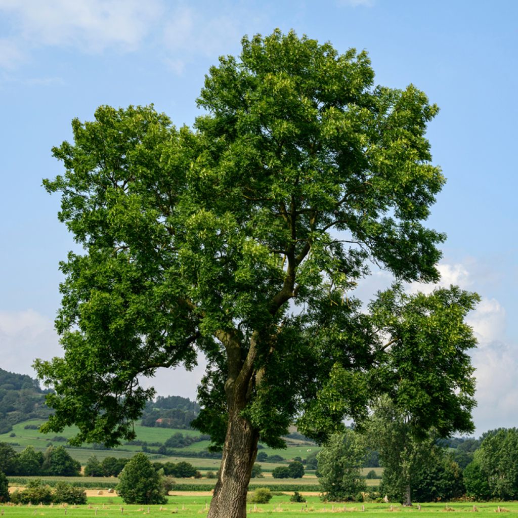 Graines de Frêne - Fraxinus excelsior