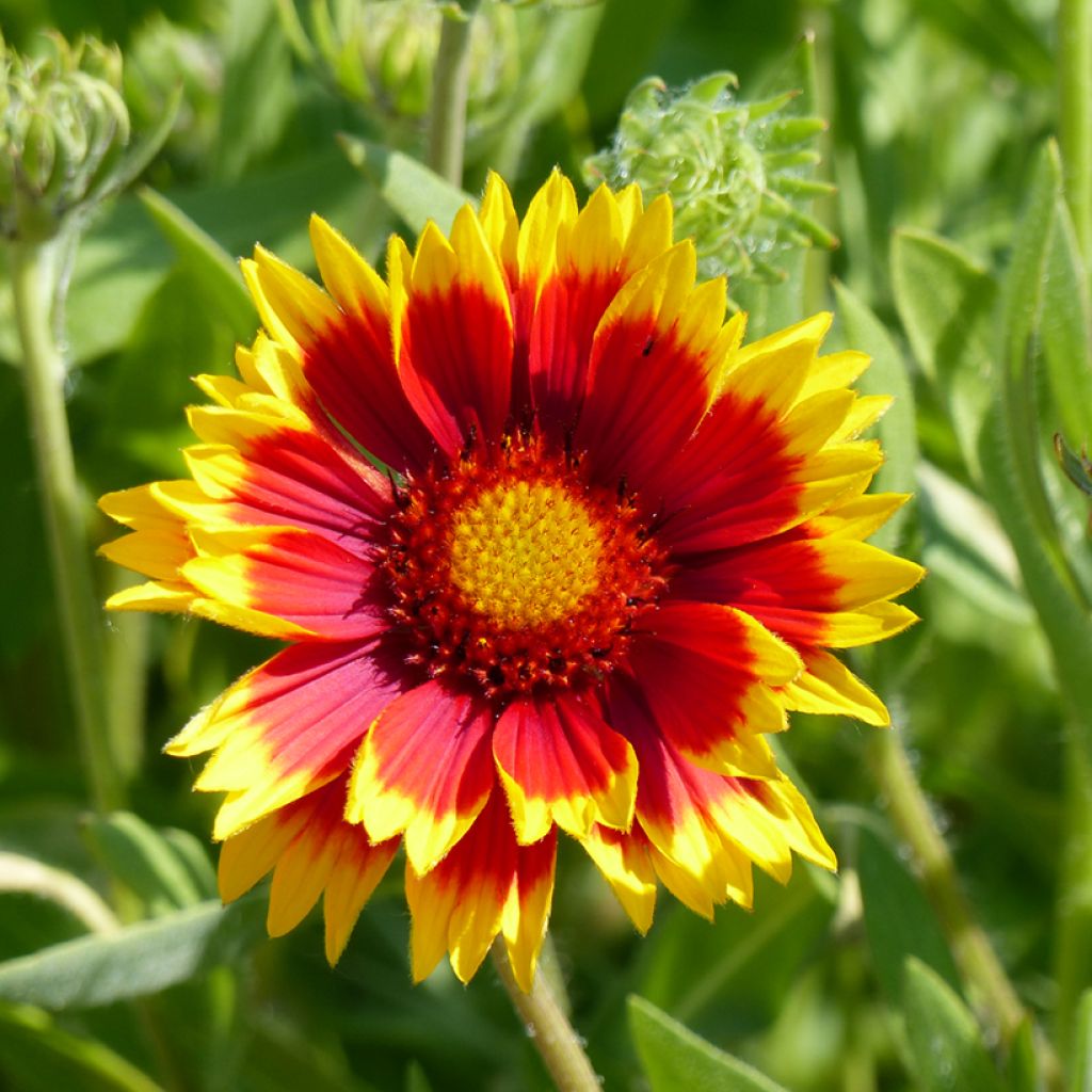 Graines de Gaillarde vivace Dazzler - Gaillardia x grandiflora