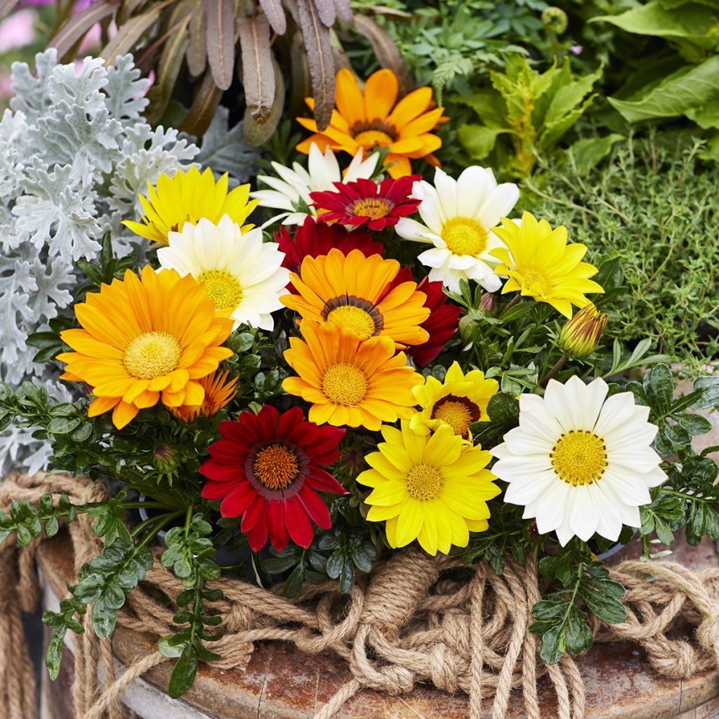 Graines de Gazania Enorma Mix