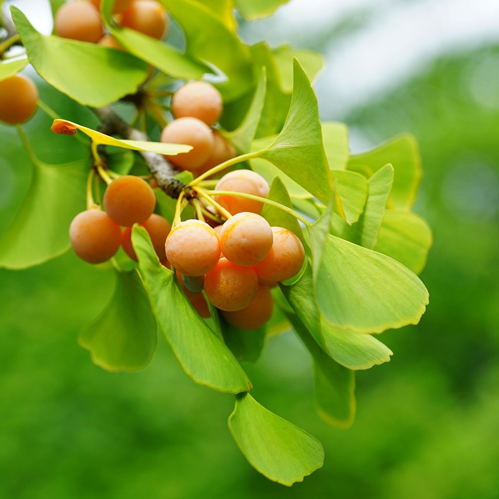 Graines de Ginkgo biloba - Arbre aux quarante écus