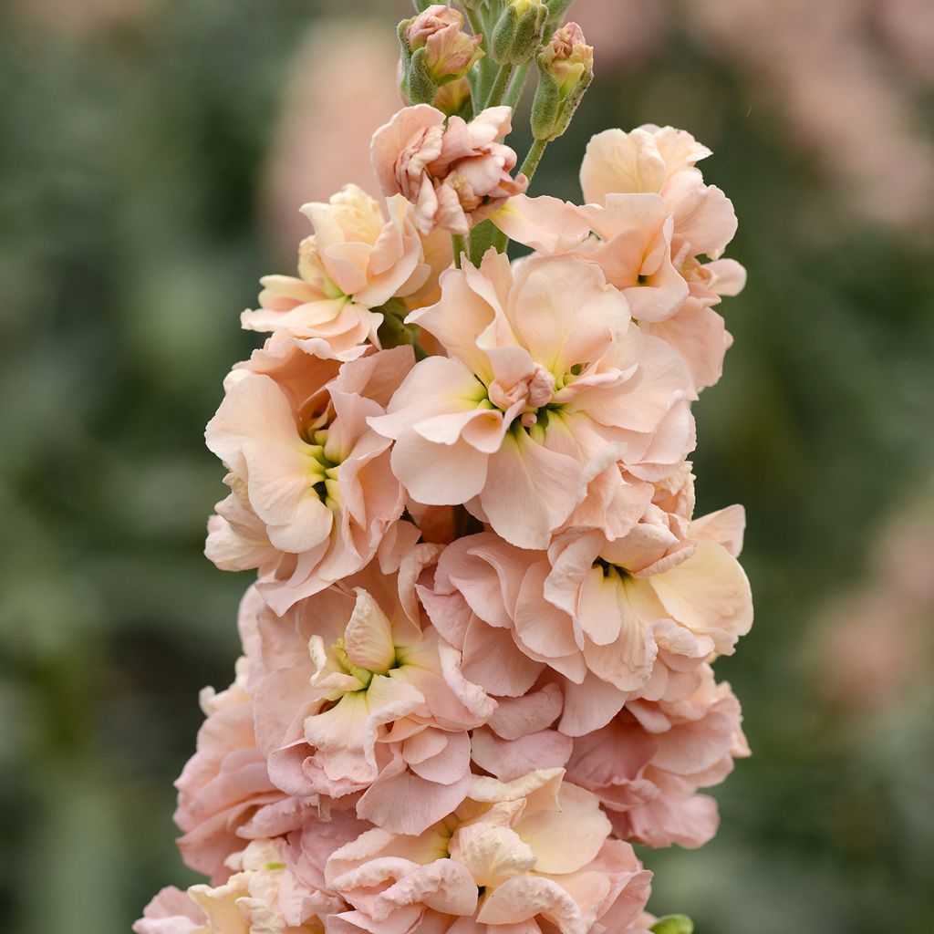Graines de Giroflée quarantaine Classic Apricot - Matthiola incana