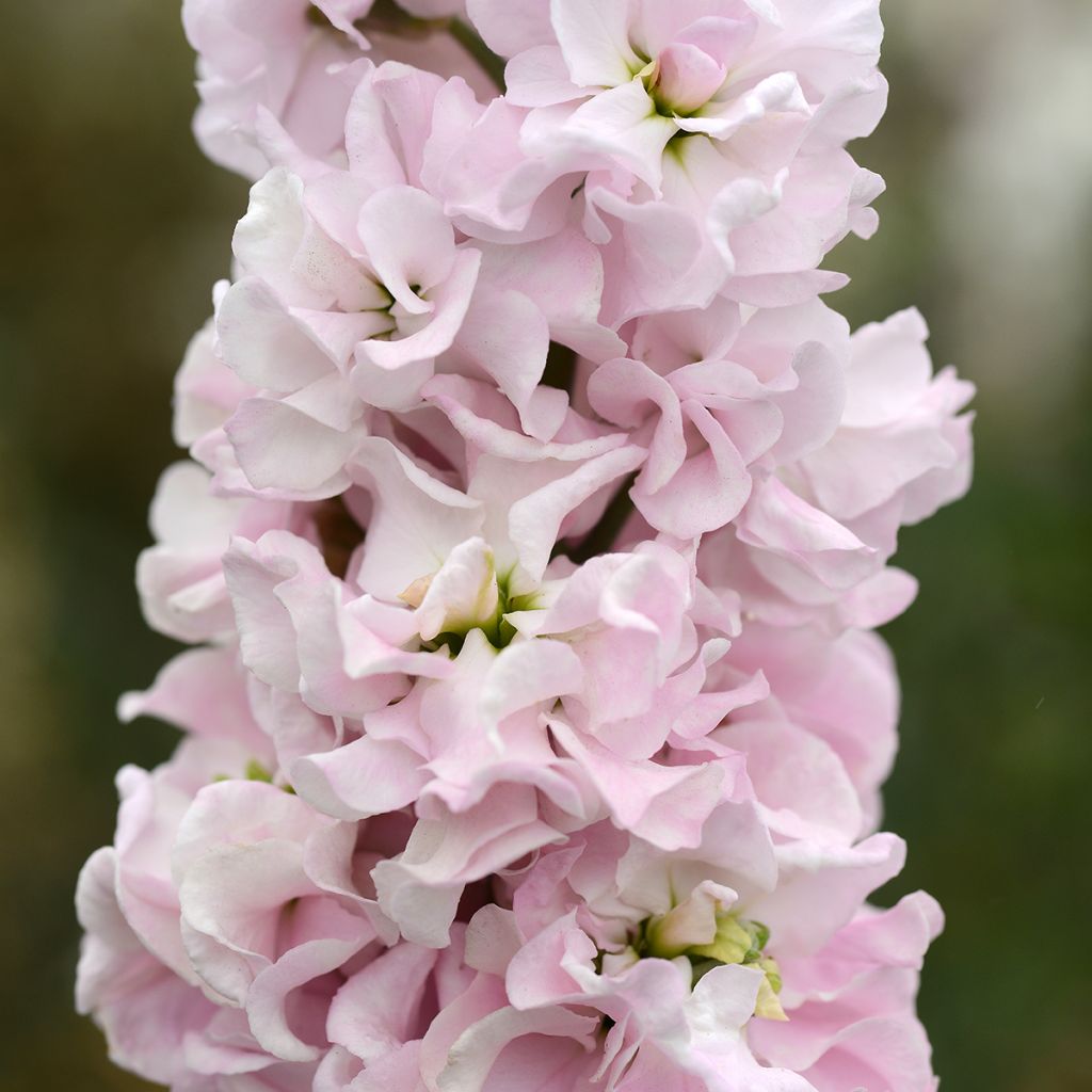 Graines de Giroflée quarantaine Classic Malmaison Pink - Matthiola incana