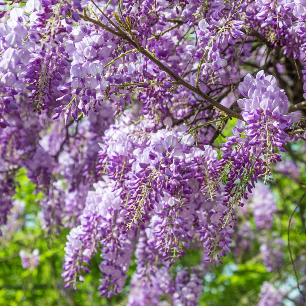 Graines de Glycine de Chine - Wisteria sinensis