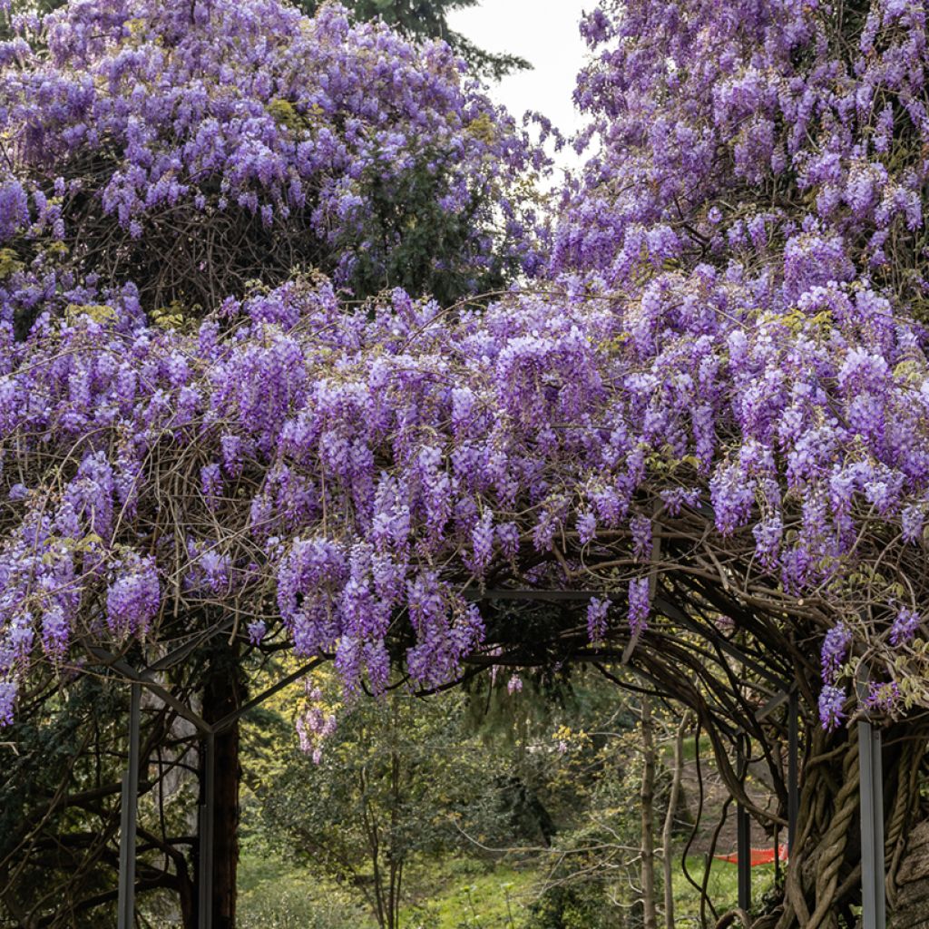 Graines de Glycine de Chine - Wisteria sinensis