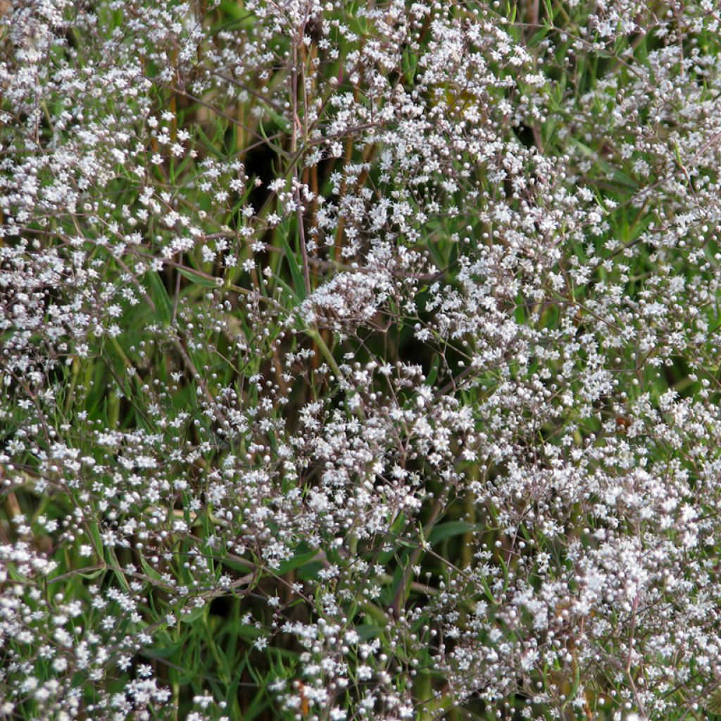 Graines de Gypsophile paniculata Œillet d’Amour (vivace)