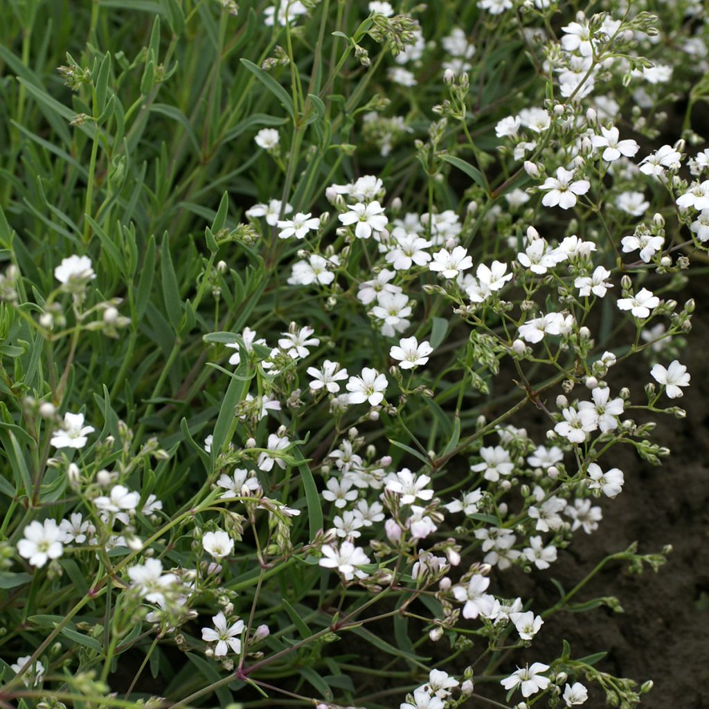 Graines de Gypsophile rampante Alba - Gypsophila repens