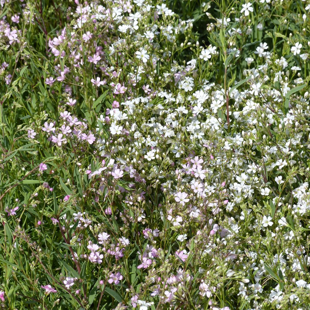 Graines de Gypsophile rampante Albarosa Mix - Gypsophila repens