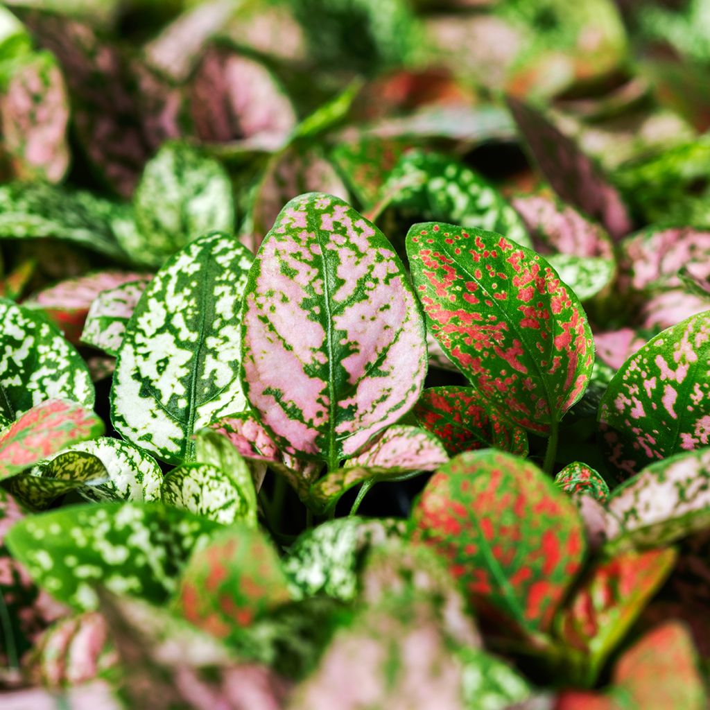 Graines d'Hypoestes Coloratus Mix