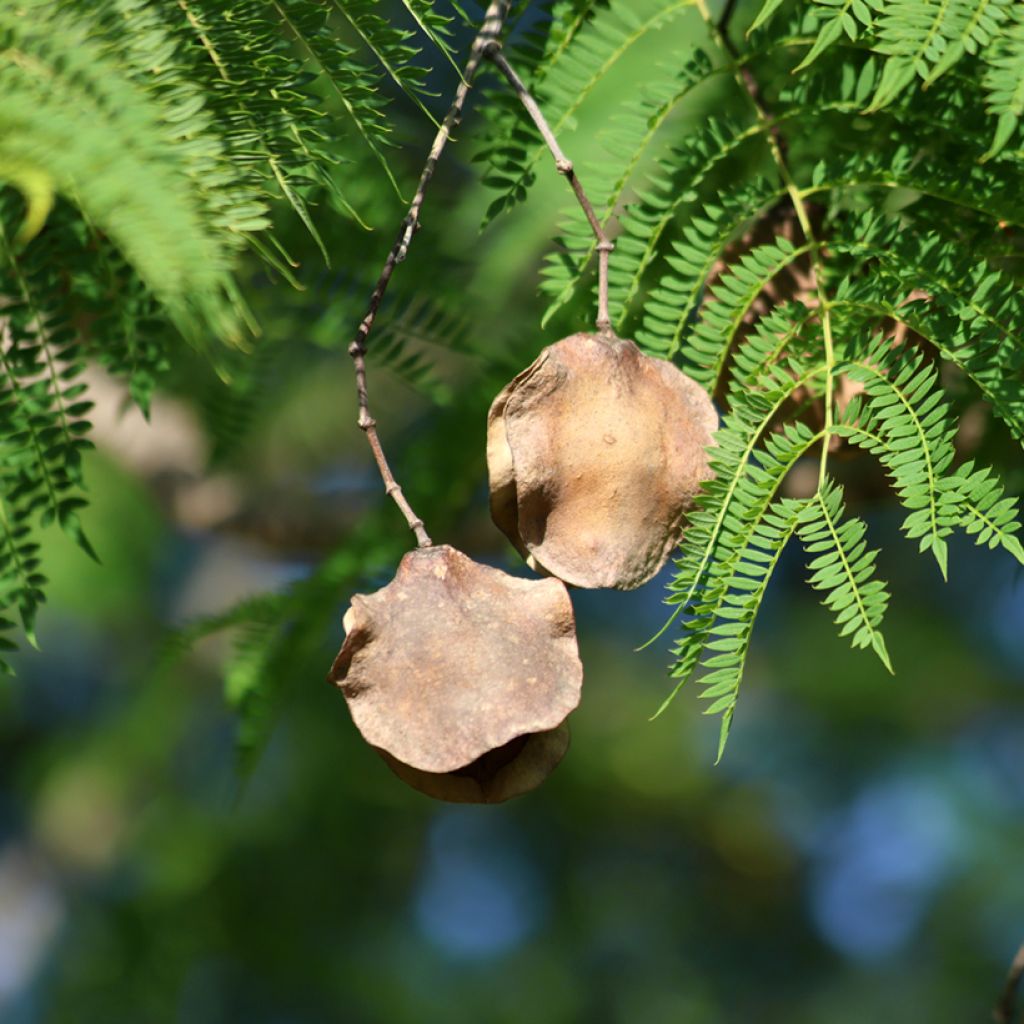 Graines de Jacaranda mimosifolia
