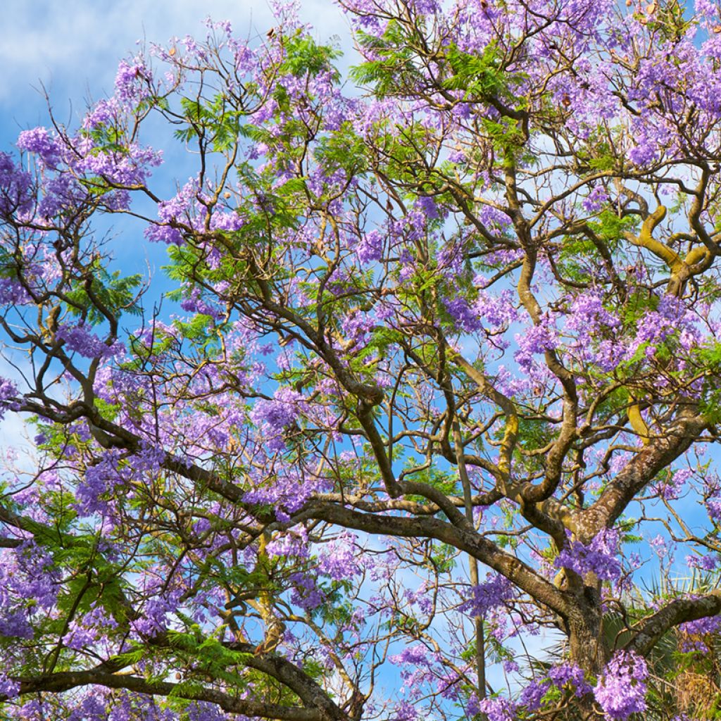 Graines de Jacaranda mimosifolia