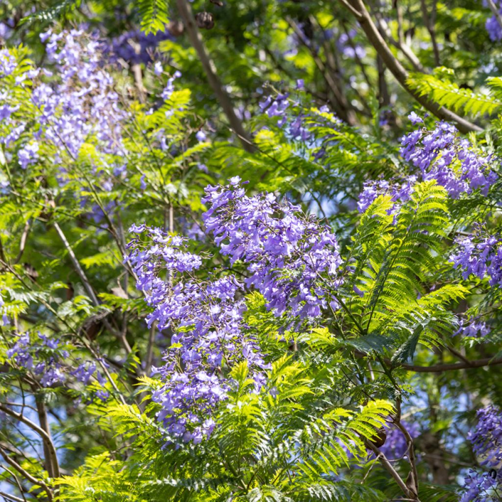 Graines de Jacaranda mimosifolia