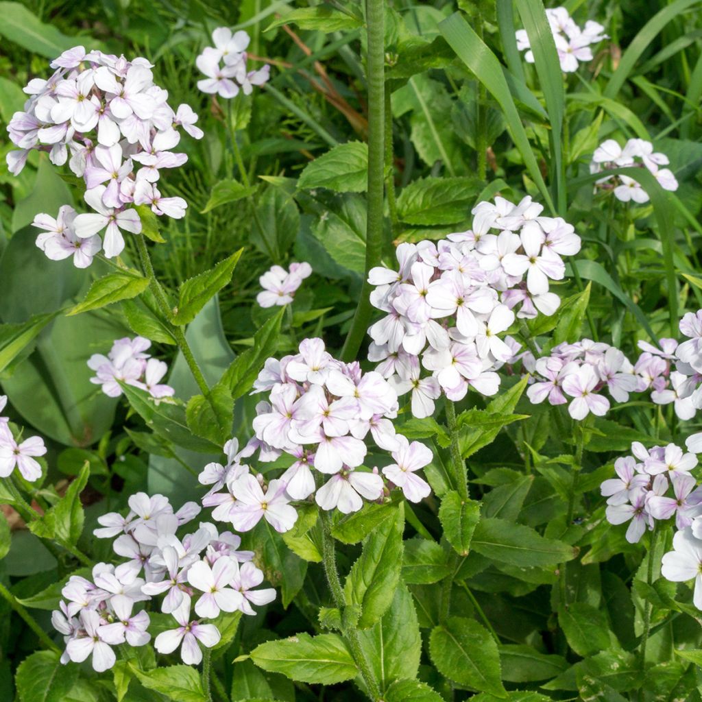 Graines de Julienne des Dames - Hesperis matronalis Alba