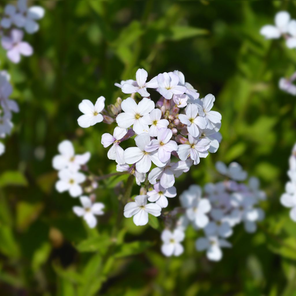 Graines de Julienne des Dames - Hesperis matronalis Alba