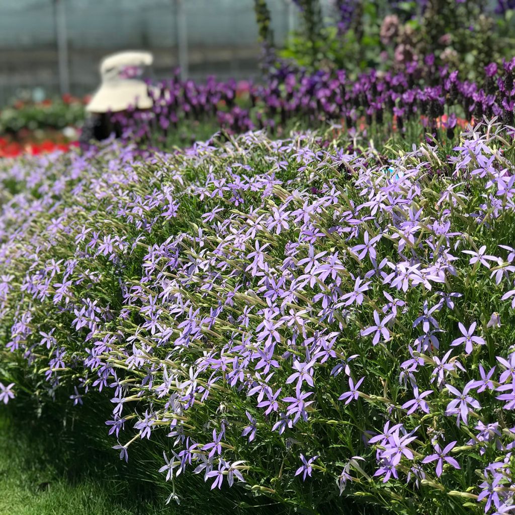 Graines de Laurentia Starshine Blue (enrobées)