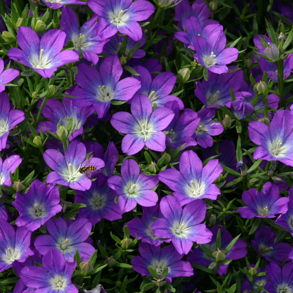 Graines de Spéculaire pentagonale - Legousia pentagonia