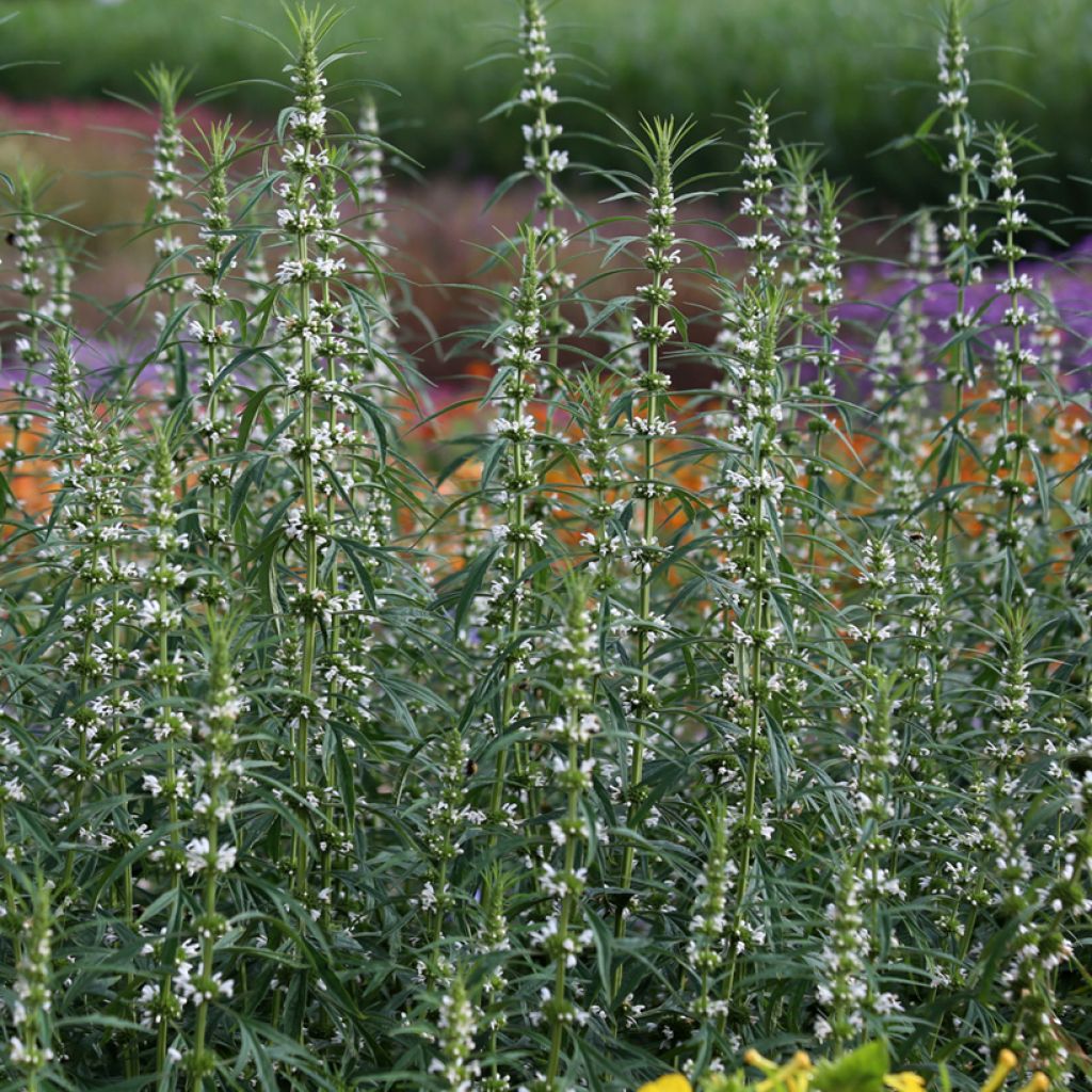 Graines de Leonurus sibiricus Alba - Agripaume de Sibérie